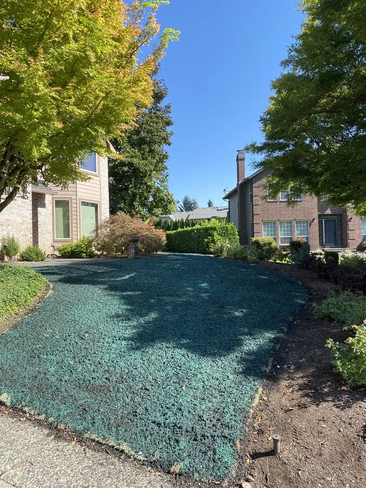 Professional yard cleanup service experts serving Ridgefield, WA - Above & Beyond Hydroseed