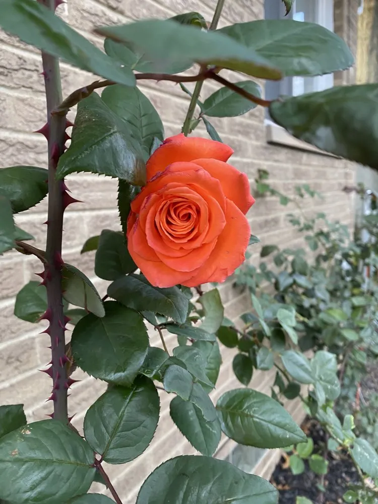 Professional garden landscaping in Brooklyn, OH by Above & Beyond Landscapes