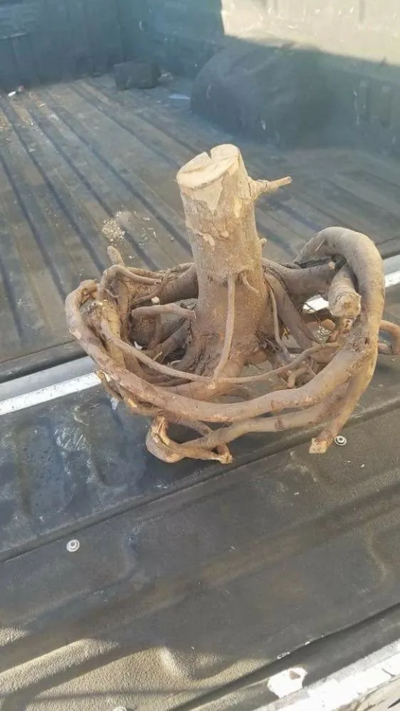 Custom garden landscaping for homes in Spotsylvania, VA by Above & Beyond Landscaping