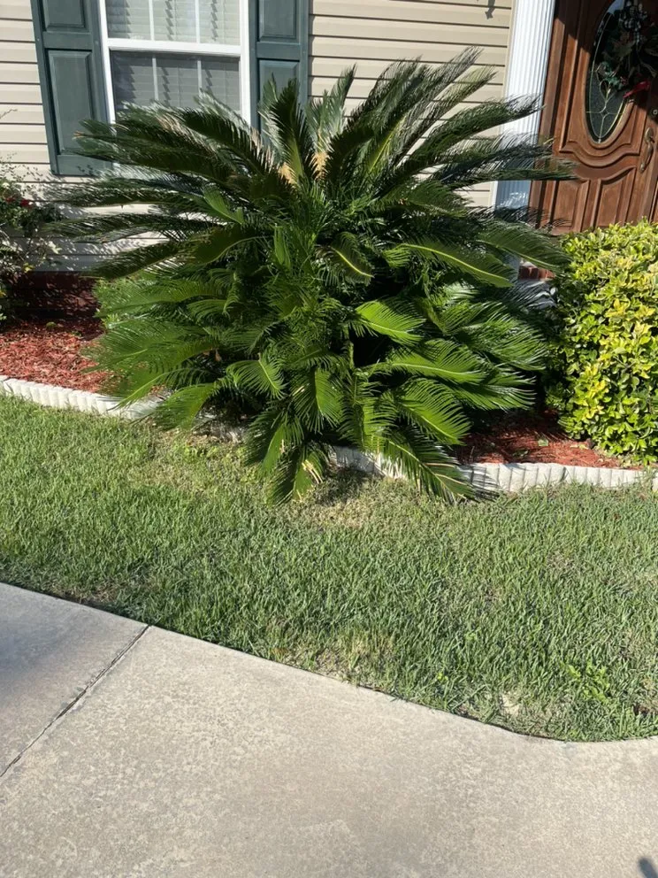 Professional lawn care service experts serving Waycross, GA - Above + Beyond Lawn Care