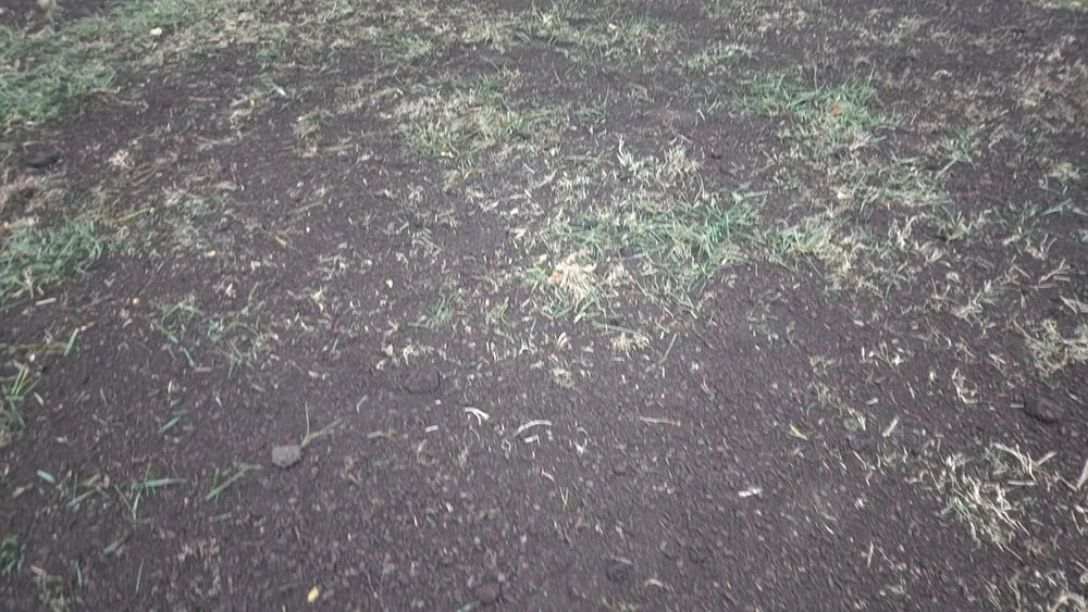 Expert landscaping services in Clive, IA by Above & Beyond Outdoor