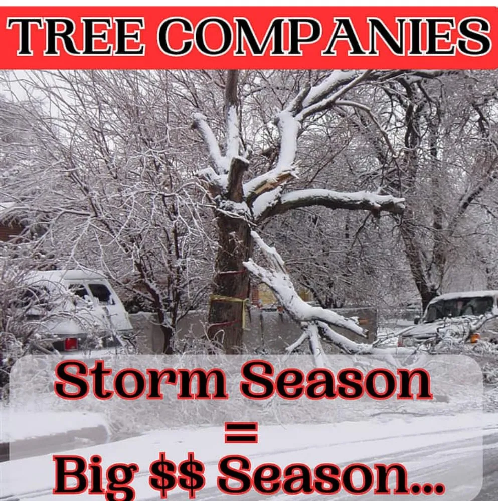 Reliable yard maintenance near you in Newton, MA by Above & Beyond Tree Care