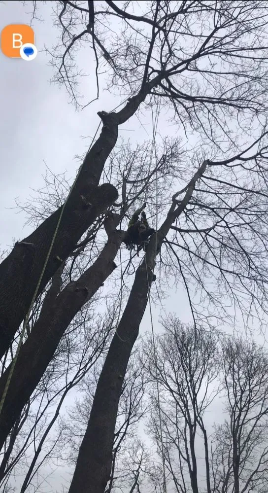 Local landscape design for beautiful yards across Newton, MA - Above & Beyond Tree Care