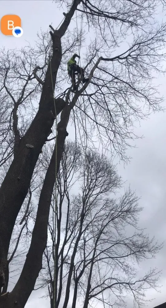 Custom lawn mowing service experts serving Newton, MA - Above & Beyond Tree Care