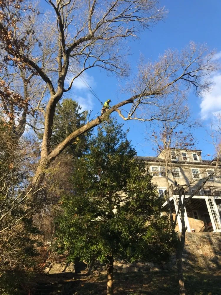 Local yard maintenance experts serving Newton, MA - Above & Beyond Tree Care
