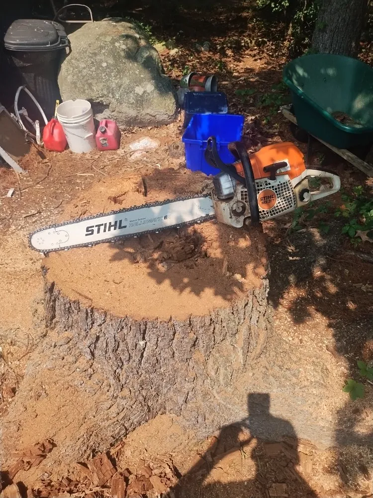 Expert yard cleanup service for beautiful yards in Newton, MA by Above & Beyond Tree Care