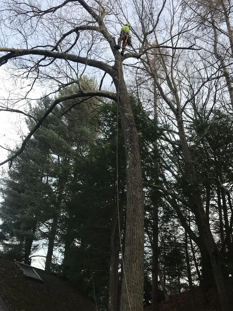 Expert landscape design experts serving Newton, MA - Above & Beyond Tree Care