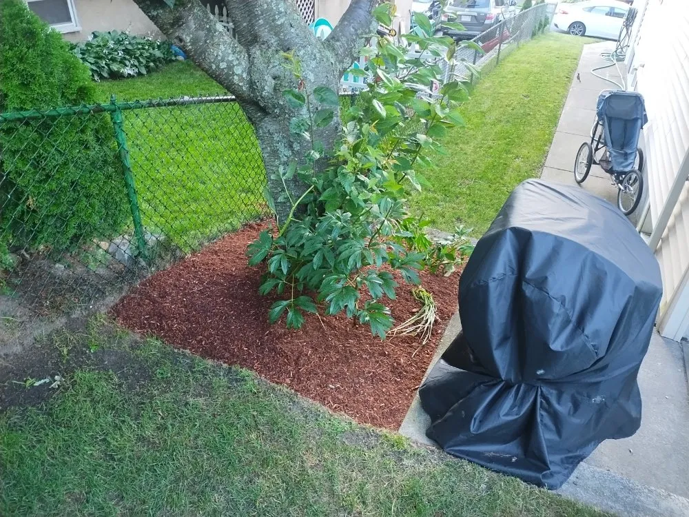 Affordable yard cleanup service for outdoor upgrades in Newton, MA by Above & Beyond Tree Care