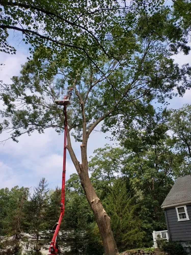 Local landscaping services near you across Newton, MA - Above & Beyond Tree Care