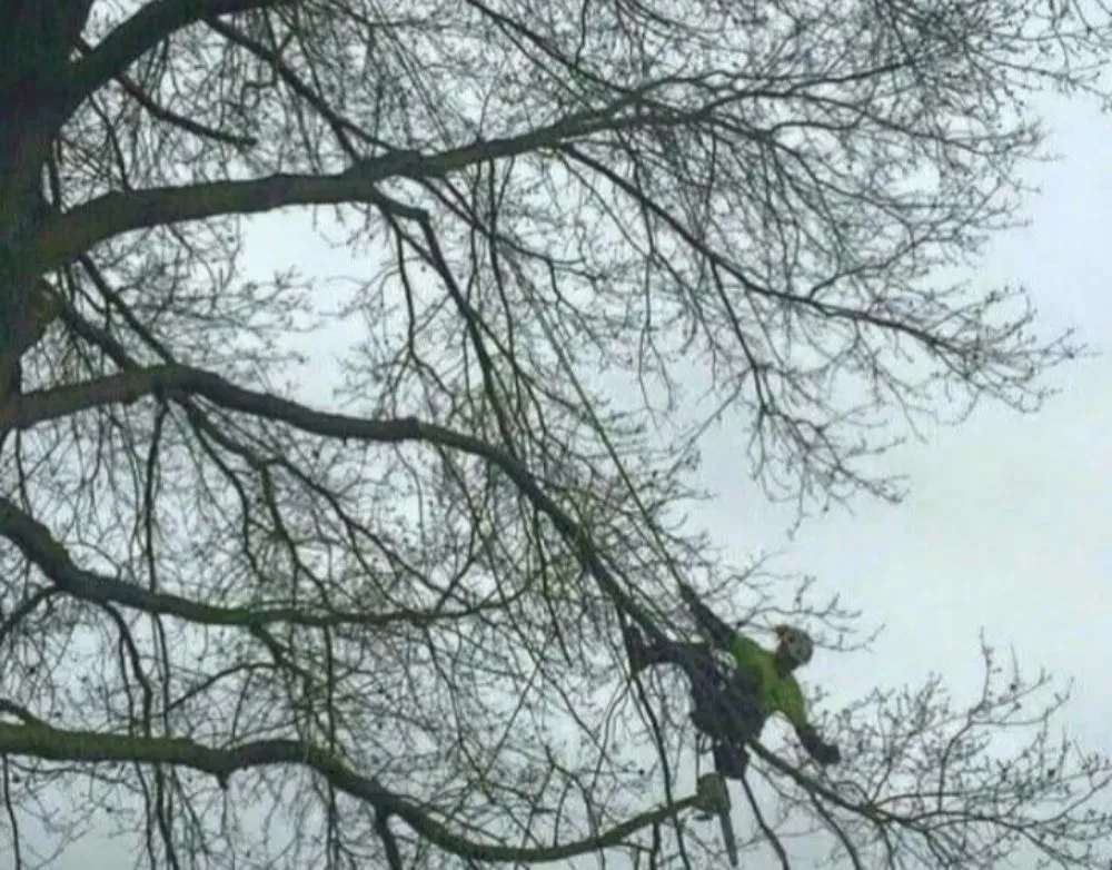 Trusted residential landscaping in Newton, MA - Above & Beyond Tree Care