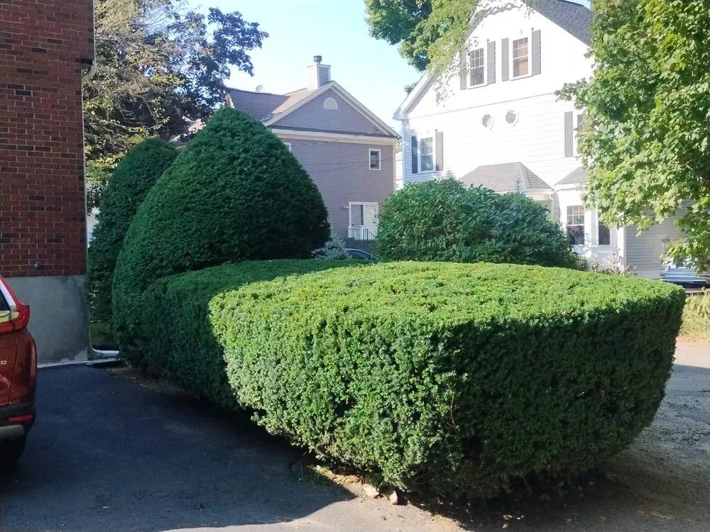 Professional lawn care service experts serving Newton, MA - Above & Beyond Tree Care