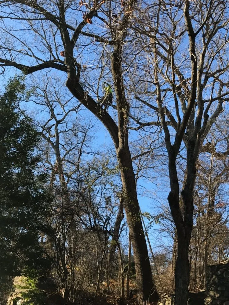 Custom landscape design experts serving Newton, MA - Above & Beyond Tree Care