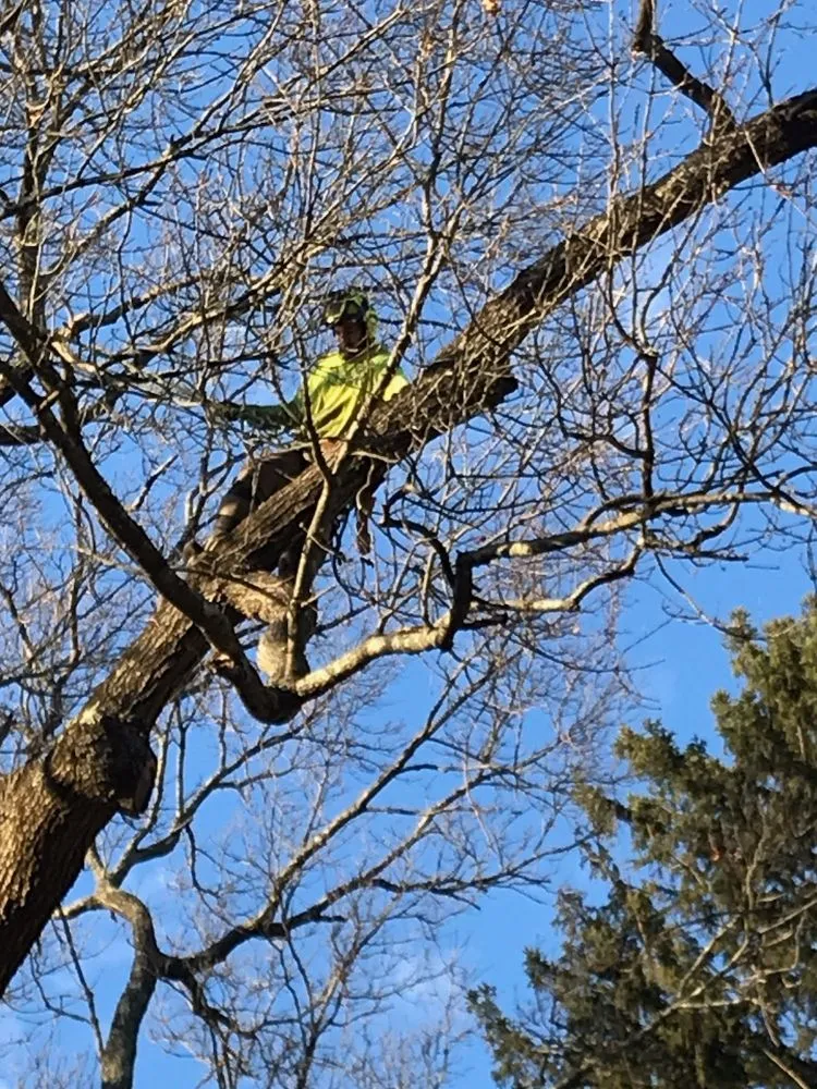 Top-rated yard cleanup service for year-round maintenance across Newton, MA - Above & Beyond Tree Care