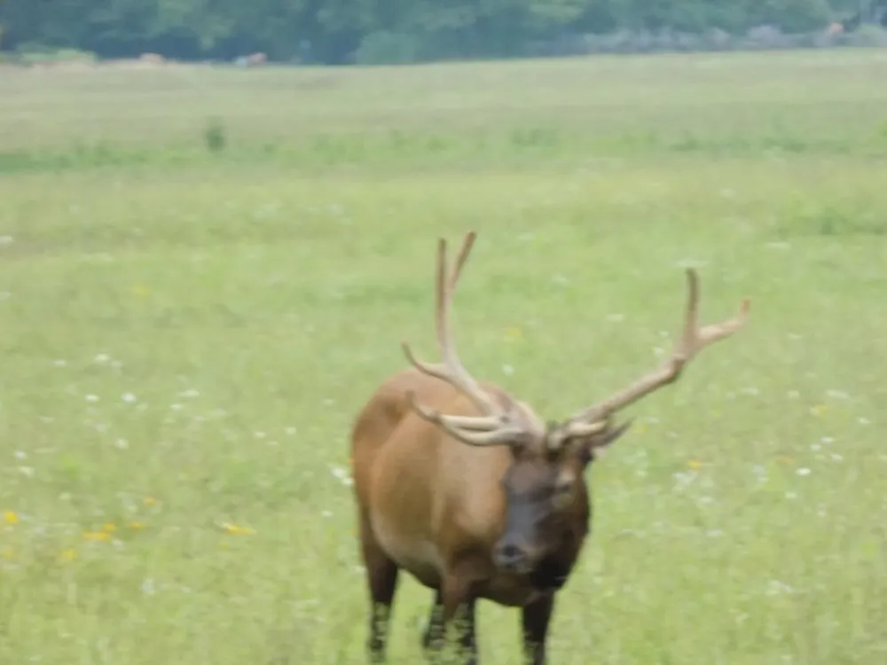 Professional landscape installation in Pigeon Forge, TN by Above All Cleaning and Maintenance in The Smokies