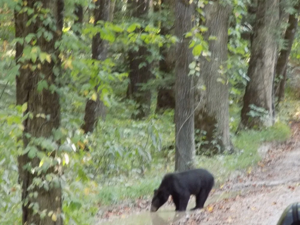 Local lawn care service for year-round maintenance in Pigeon Forge, TN by Above All Cleaning and Maintenance in The Smokies