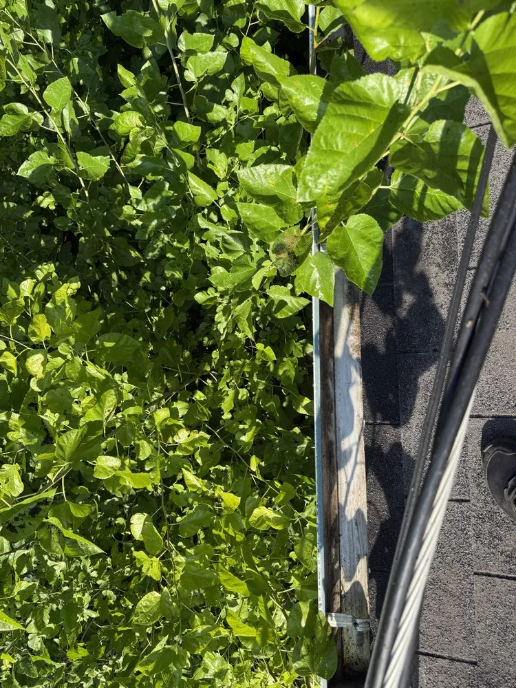 Expert yard maintenance in Toledo, OH - Above All Gutter Cleaning