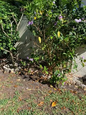 Above-All Landscape Maintenance Logo