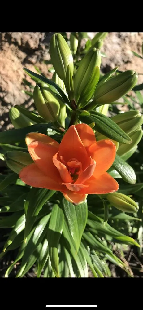 Trusted landscaping services for beautiful yards in Riverton, UT by Above All Landscaping