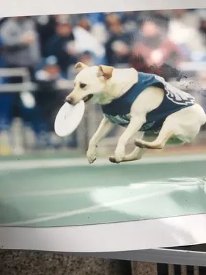 Above All Lawn Service Logo