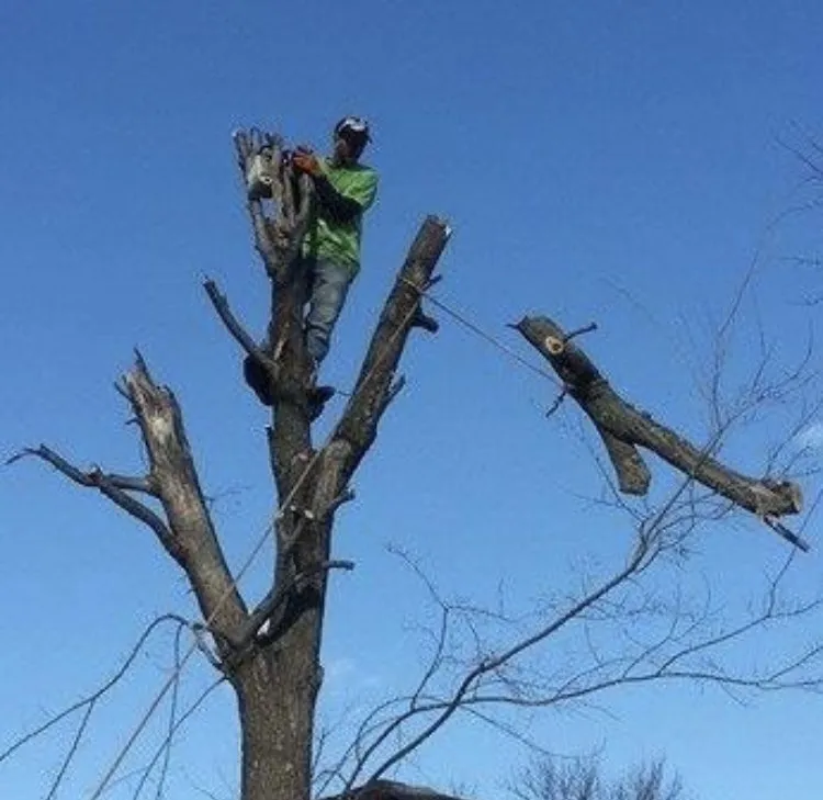 Custom landscape design in Joplin, MO by Above All Tree Service
