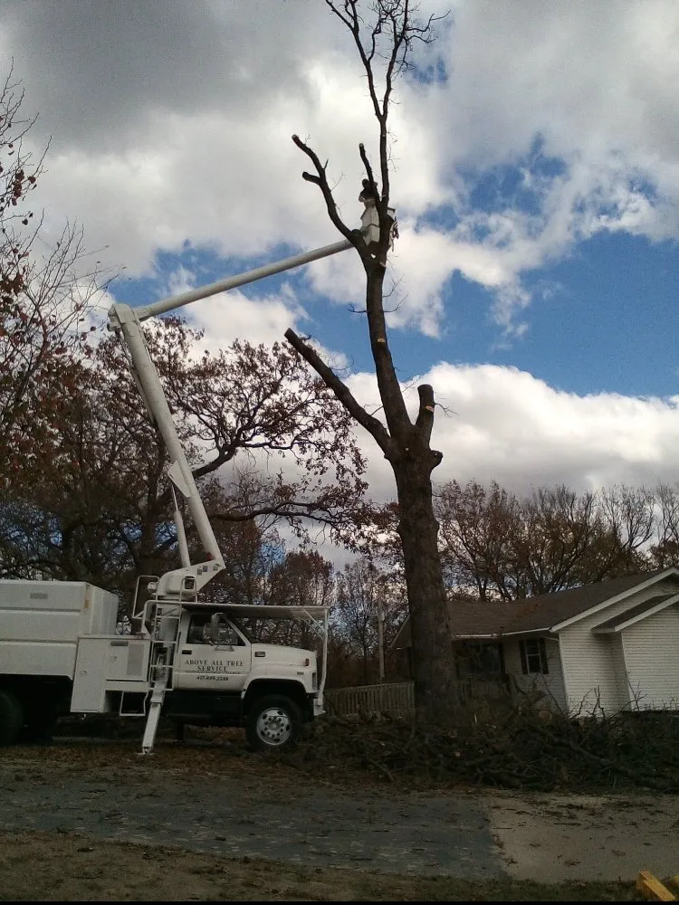 Professional landscaping services experts serving Joplin, MO - Above All Tree Service