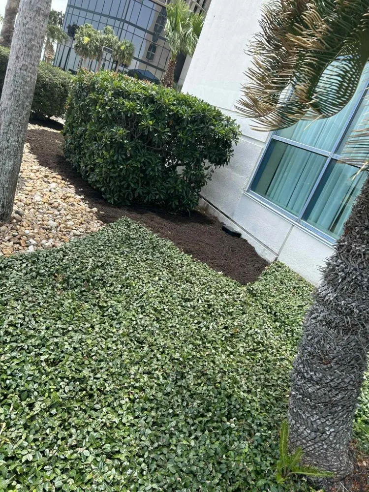 Top-rated yard cleanup service in Corpus Christi, TX - Above an Beyond