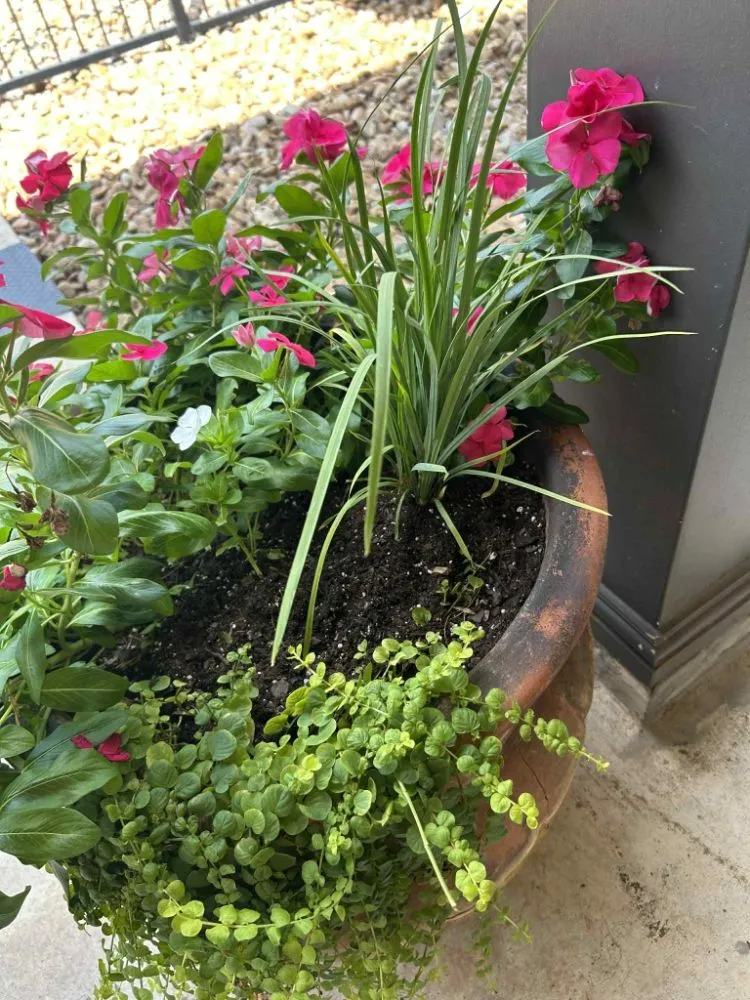 Reliable landscape installation experts serving Corpus Christi, TX - Above an Beyond