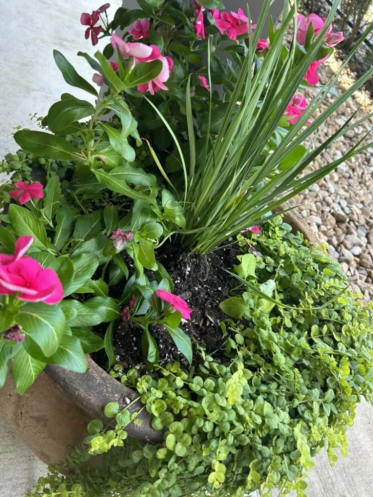 Reliable landscaping services in Corpus Christi, TX by Above an Beyond