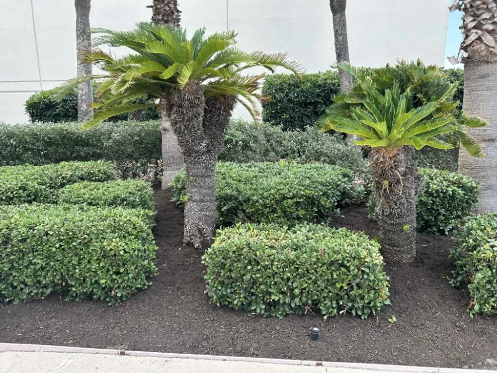 Trusted garden landscaping near you across Corpus Christi, TX - Above an Beyond