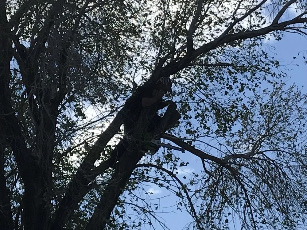 Trusted yard maintenance for beautiful yards across Silver Springs, NV - Above And Beyond Handy Man Services