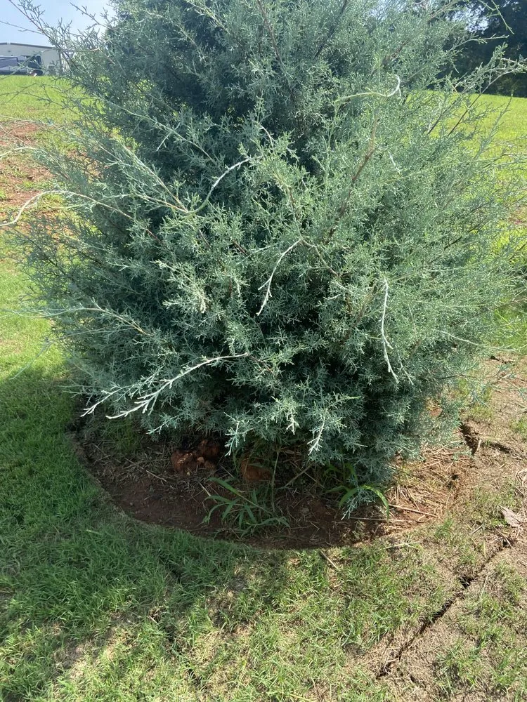 Reliable outdoor landscaping experts serving Plainville, GA - Above And Beyond Lawn And Landscape