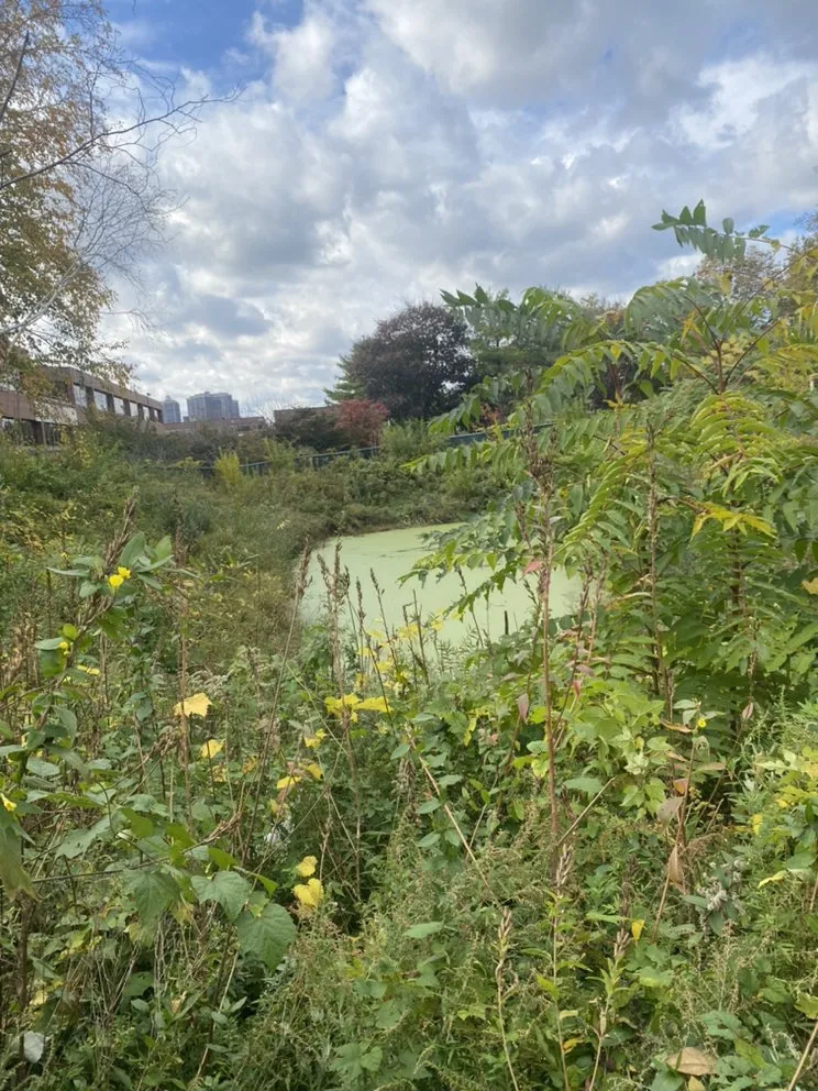 Expert outdoor landscaping with custom design in Ronkonkoma, NY by Above Average Landscaping