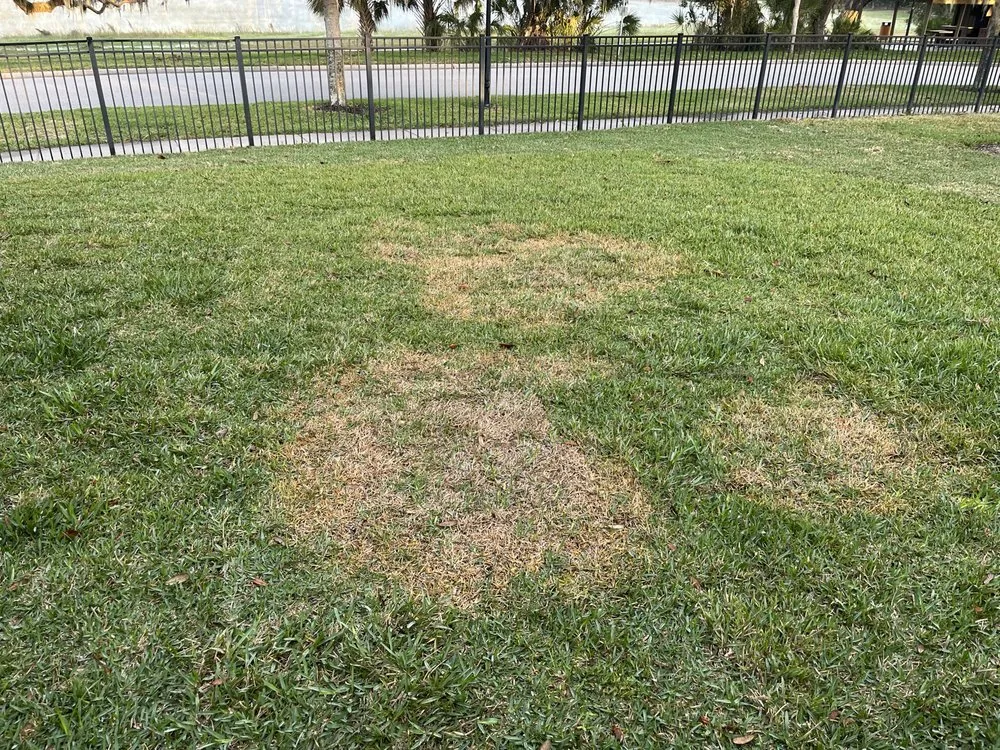 Affordable residential landscaping in Plant City, FL - Above Ground Landscape & Nursery