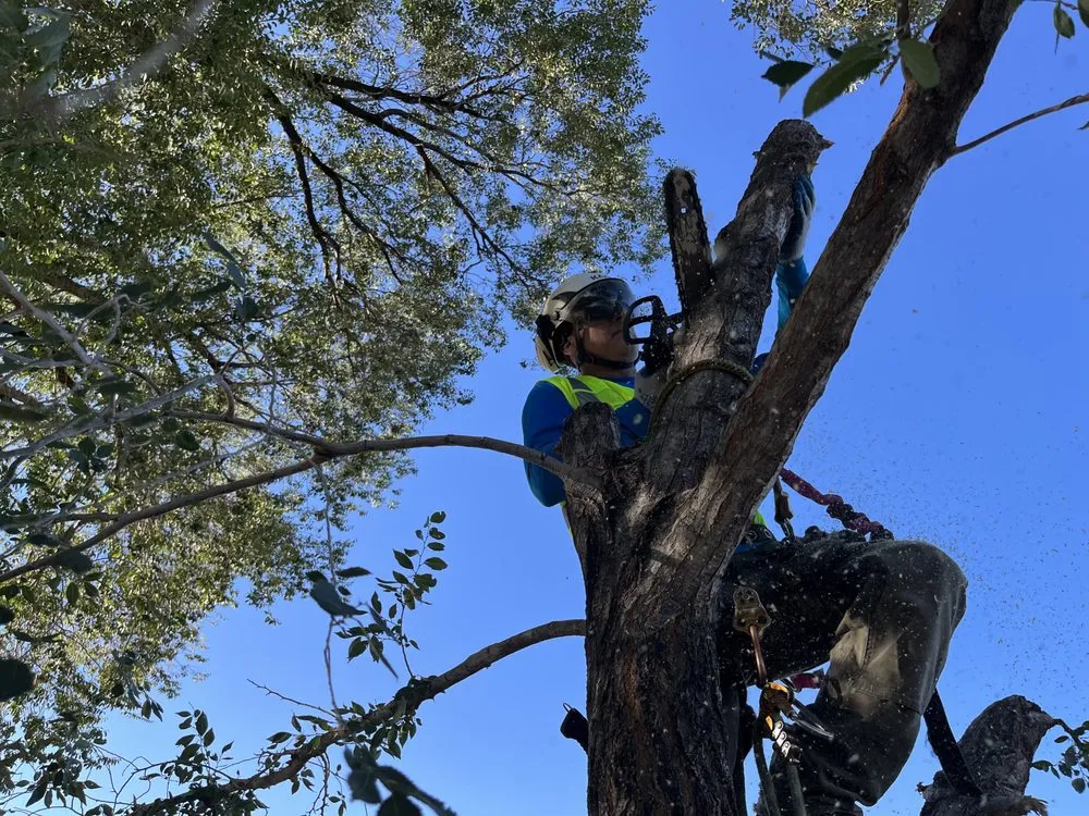 Custom yard cleanup service for year-round maintenance across Magna, UT - Above Scapes
