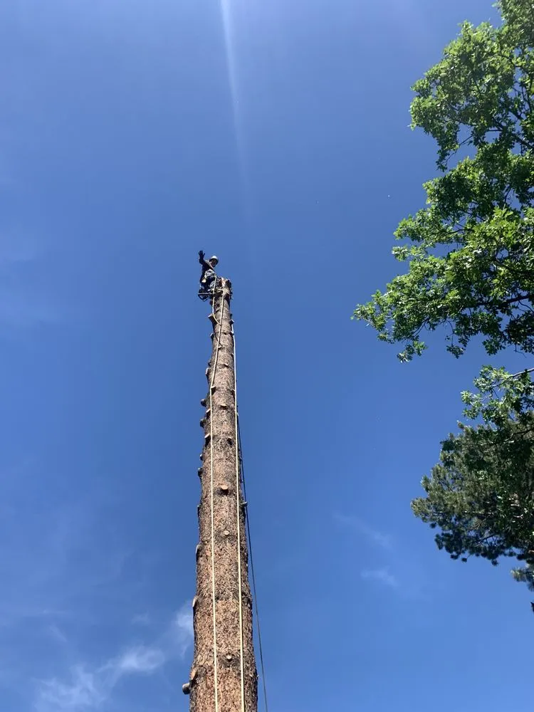 Professional lawn mowing service experts serving Magna, UT - Above Scapes