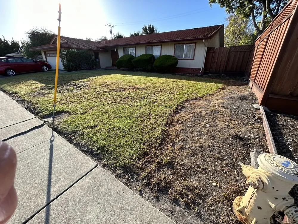 Expert yard cleanup service for outdoor upgrades in San Jose, CA by Above the Cut Gardening and Landscaping