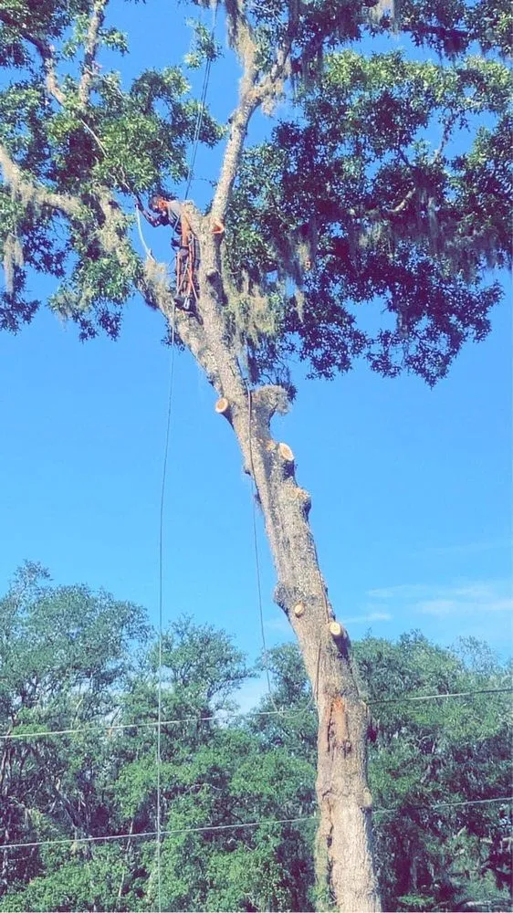 Professional residential landscaping in Palatka, FL - Above The Standard