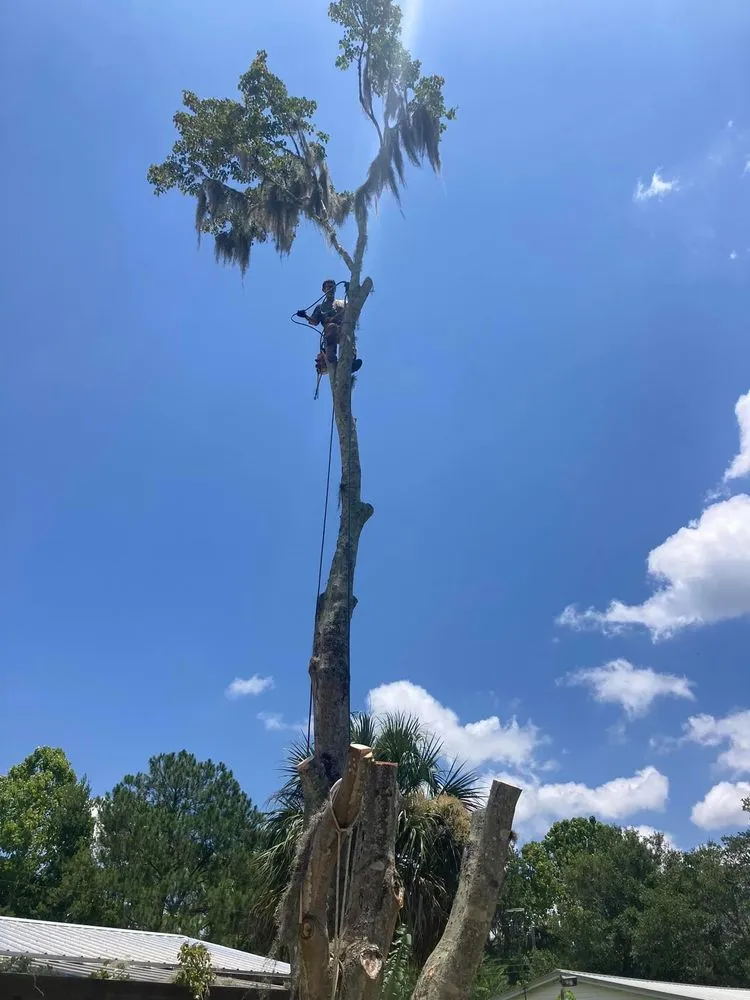 Local landscape installation for year-round maintenance in Palatka, FL by Above The Standard