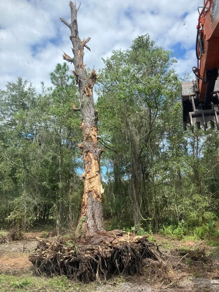 Top-rated yard cleanup service in Palatka, FL - Above The Standard