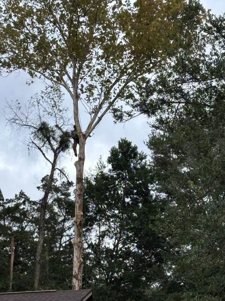 Expert landscape installation for homes in Palatka, FL by Above The Standard