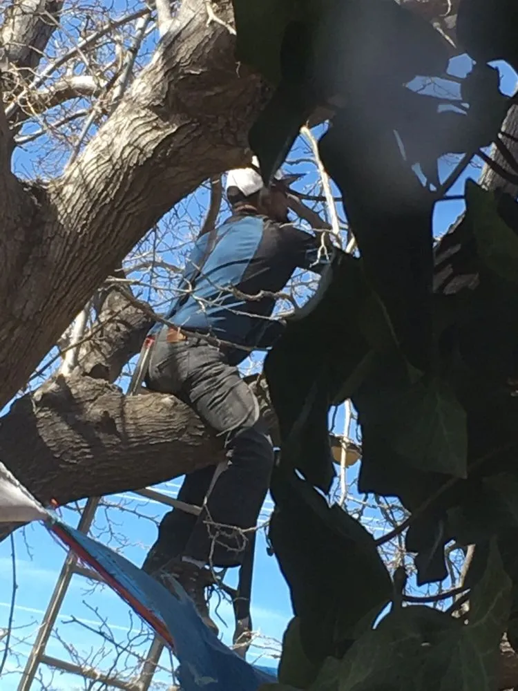 Affordable landscaping services experts serving Albuquerque, NM - ABQ Landscaping & Maintenance