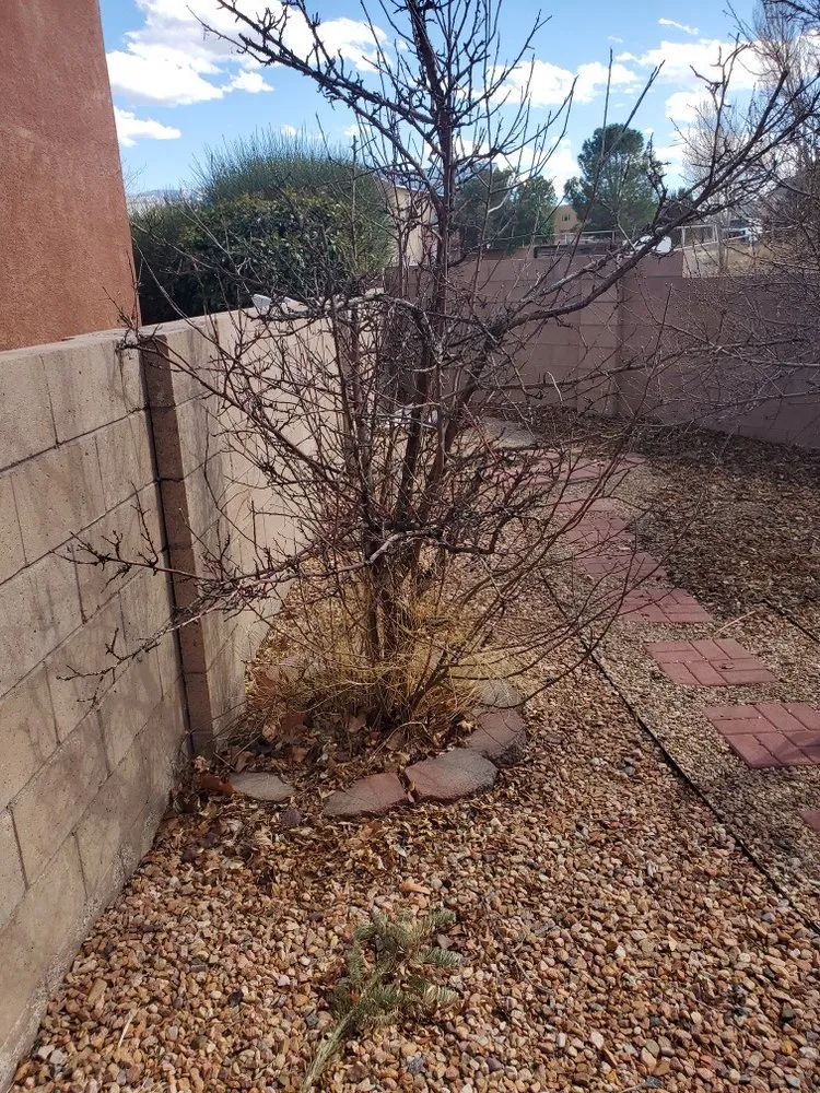 Affordable outdoor landscaping experts serving Albuquerque, NM - ABQ Landscaping & Maintenance