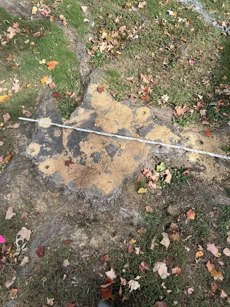 Professional yard cleanup service in Chandler, IN - Abracadabra Stump Grinding