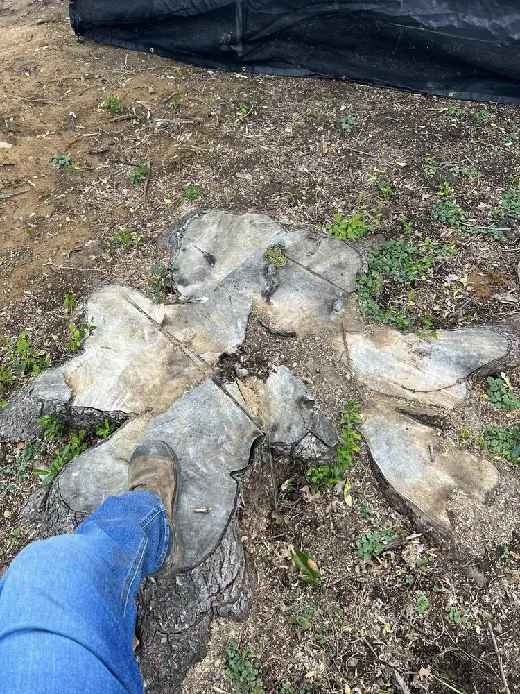 Local yard cleanup service for year-round maintenance in Chandler, IN by Abracadabra Stump Grinding