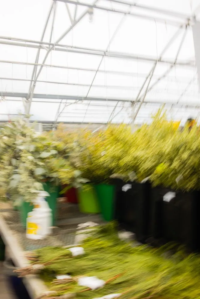 Professional yard cleanup service experts serving St Croix Falls, WI - Abrahamson Nurseries