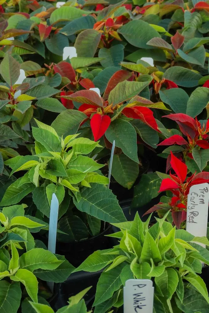 Local lawn care service for homes across St Croix Falls, WI - Abrahamson Nurseries