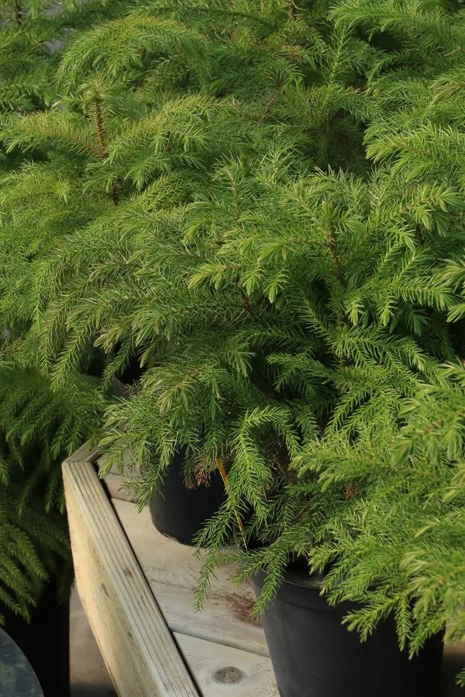 Professional outdoor landscaping for outdoor upgrades in St Croix Falls, WI by Abrahamson Nurseries