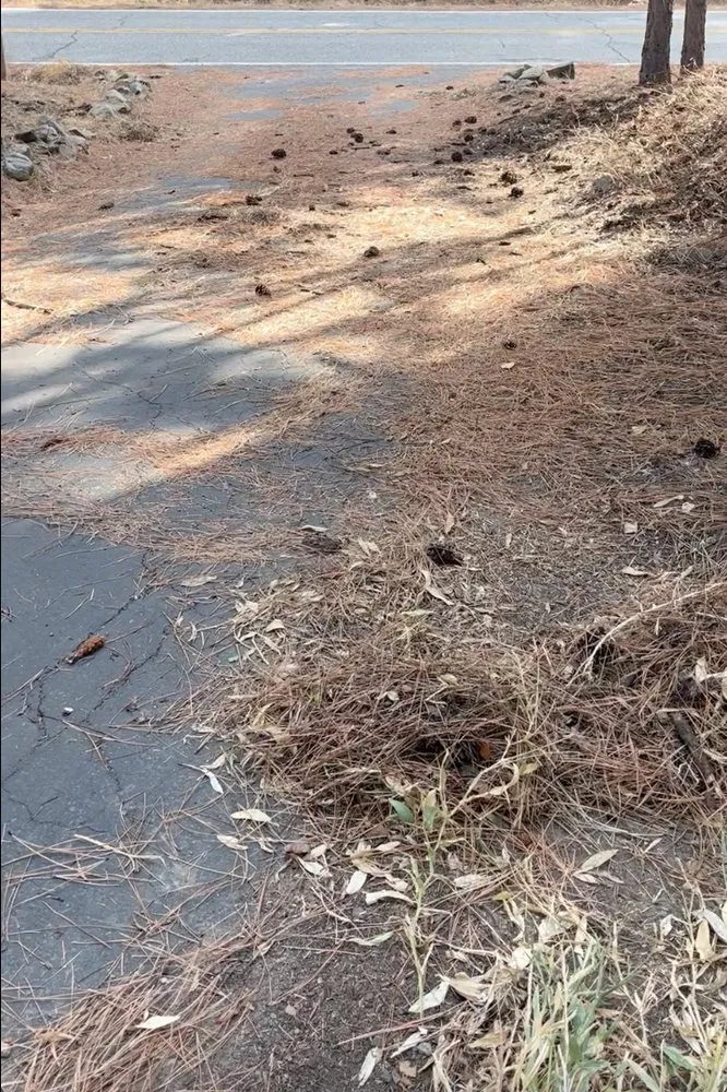 Expert landscape installation for homes across Portola, CA - AB's Landscape