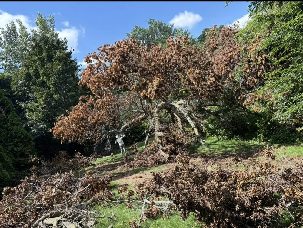 Expert lawn care service for beautiful yards across Brighton, MI - Absolute Best Lawn & Bed Maintenance