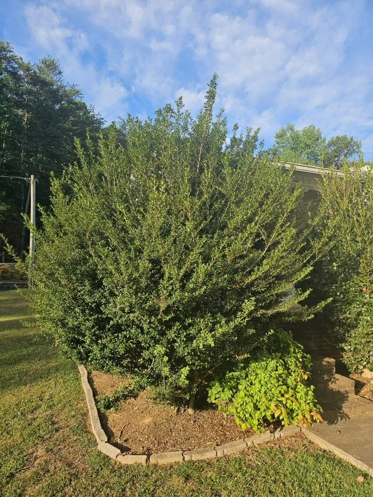 Trusted garden landscaping in Easley, SC - Absolute Best Lawn Care Service